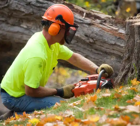 tree services Minnetonka Beach